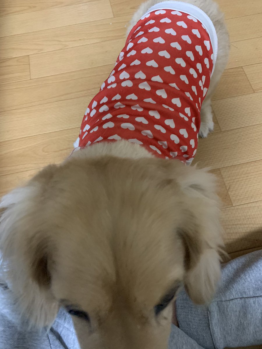 MachakoJuggler's tweet photo. ご報告です！皆さまご協力ありがとうございました。ぺろぺろマンがまた復活しました！まだ離れることなく楽しむことができそうです。無事に元気になりました！！！本当にありがとうございました！！！ https://t.co/TL4IGzkV13