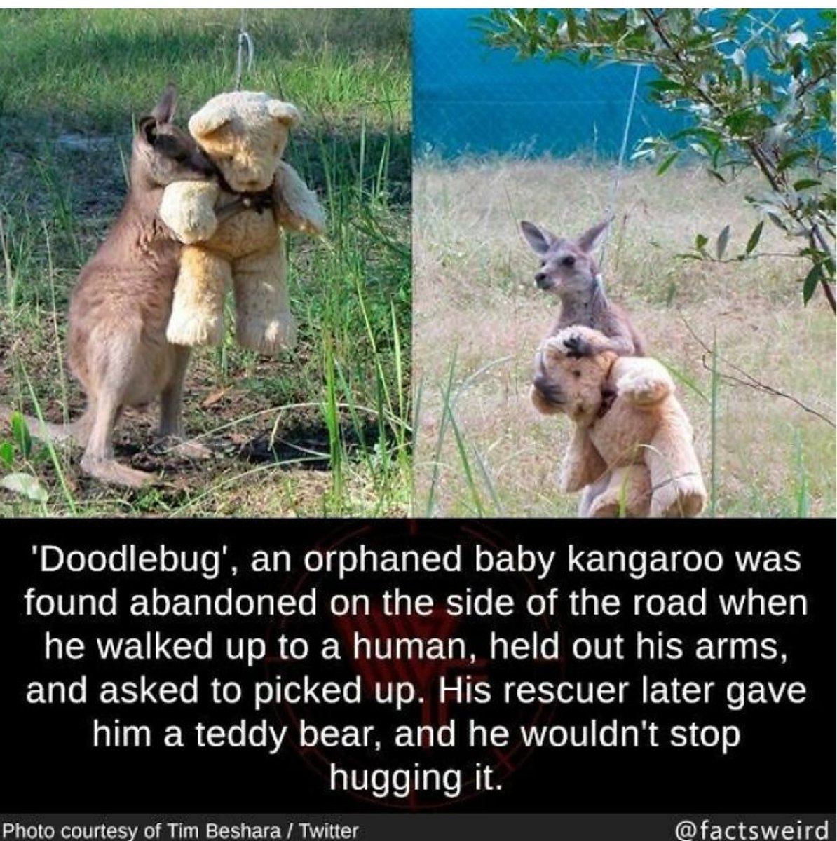 askmaryellen's tweet photo. A Good News post for your day! Hugs are good and healing for all - people and animals. Share Good News! #askmaryellen #goodnews #inspirationalauthor #giveahugtoday #giveahug #mindfulnesspost https://t.co/y0Sk80gnIr https://t.co/HZLPruSUze
