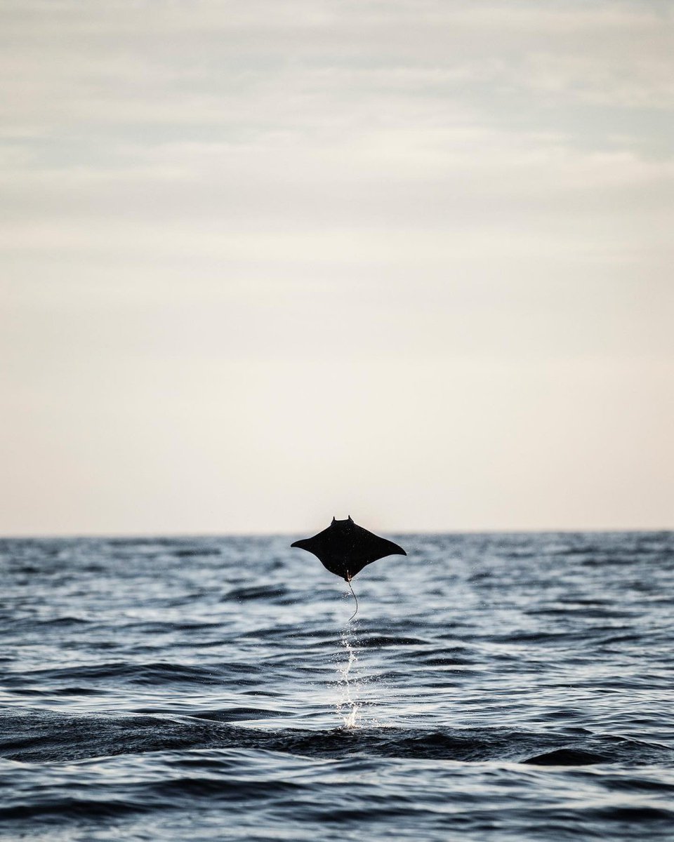 onlyone's tweet photo. From an Indian journalist to a Peruvian athlete, Only One has a passionate group of ambassadors who believe in our mission to protect the ocean and strive to make the planet a better place. 

Learn more: https://t.co/6BxI0P7Z1D

 PC: @jchauser (ig) + @ChristianVizl https://t.co/wsJlRce8EQ