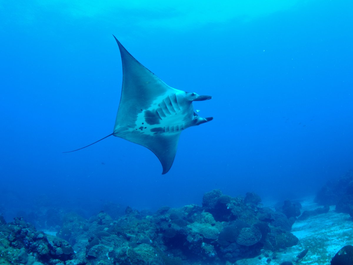 FGBNMS's tweet photo. M is for #Mantas!
The grace & beauty of the #MantaRay has long inspired sanctuary visitors, and was part of our original logo. With over 100 different Mantas identified over the years, there's an excellent chance of seeing one. https://t.co/k7n53zo7Hi
#AlphabetDays
1/2 https://t.co/V4WRlzRyjd