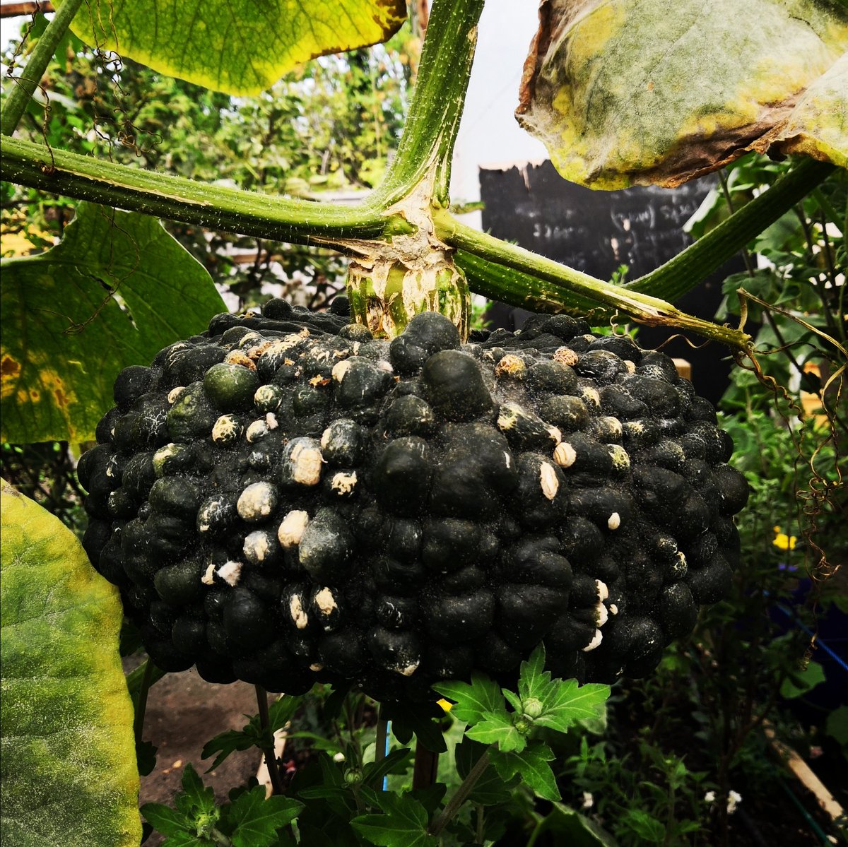 A lovely morning seeing one of our fab <a href="/EnterpriseEDP/">Enterprise Development Programme</a> organisations, <a href="/SydenhamGarden/">Sydenham Garden</a>. A great behind the scenes look into their flower farm enterprise and crucial therapeutic work (and pumpkin surprise for lunch!) #socialenterprise #mentalhealth