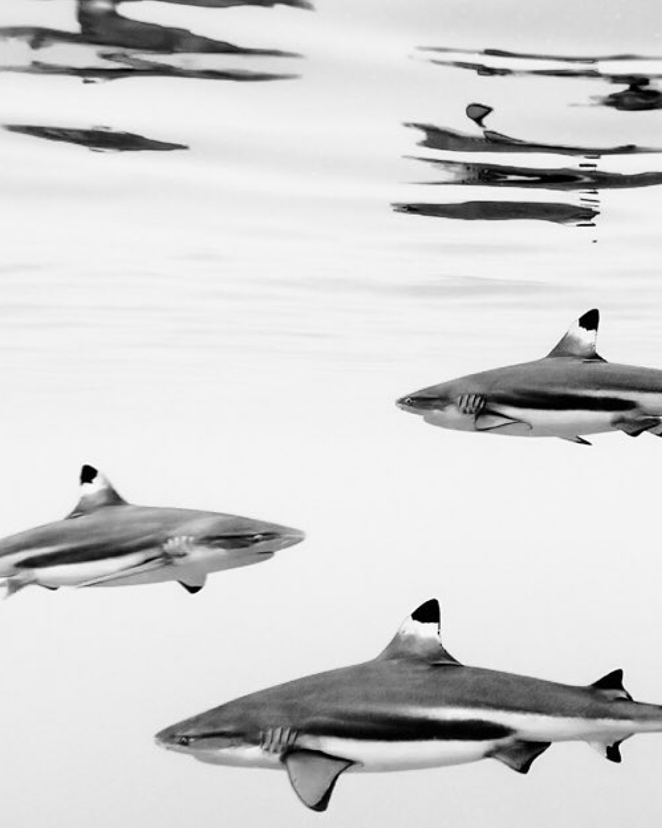 onlyone's tweet photo. From an Indian journalist to a Peruvian athlete, Only One has a passionate group of ambassadors who believe in our mission to protect the ocean and strive to make the planet a better place. 

Learn more: https://t.co/6BxI0P7Z1D

 PC: @jchauser (ig) + @ChristianVizl https://t.co/wsJlRce8EQ