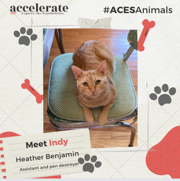 HMBenjamin1's tweet photo. Indy is a great assistant and friend, but no item on the table is same from him. Where's my pen? #ACESAnimals #ACESAccelerate https://t.co/1dq63f7cKc