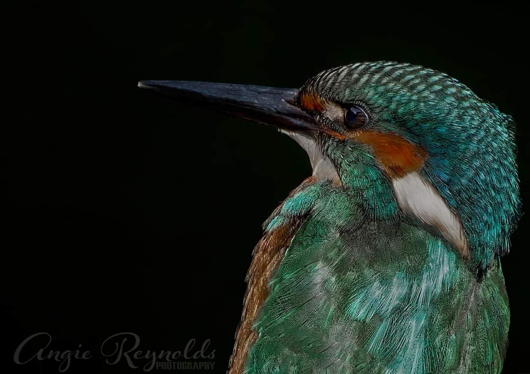 Kingfisher 

#nature #naturelovers #bbcwildlifePOTD #TwitterNatureCommunity #springwatch #wildlifephotography #naturephotography <a href="/iNatureUK/">iNatureUK</a> @BBCCountryfile <a href="/WildlifeMag/">BBC Wildlife</a> <a href="/BBCSpringwatch/">BBC Springwatch</a> <a href="/VsitLanarkshire/">Visit Lanarkshire</a> <a href="/VisitScotland/">VisitScotland</a> @mvscotland