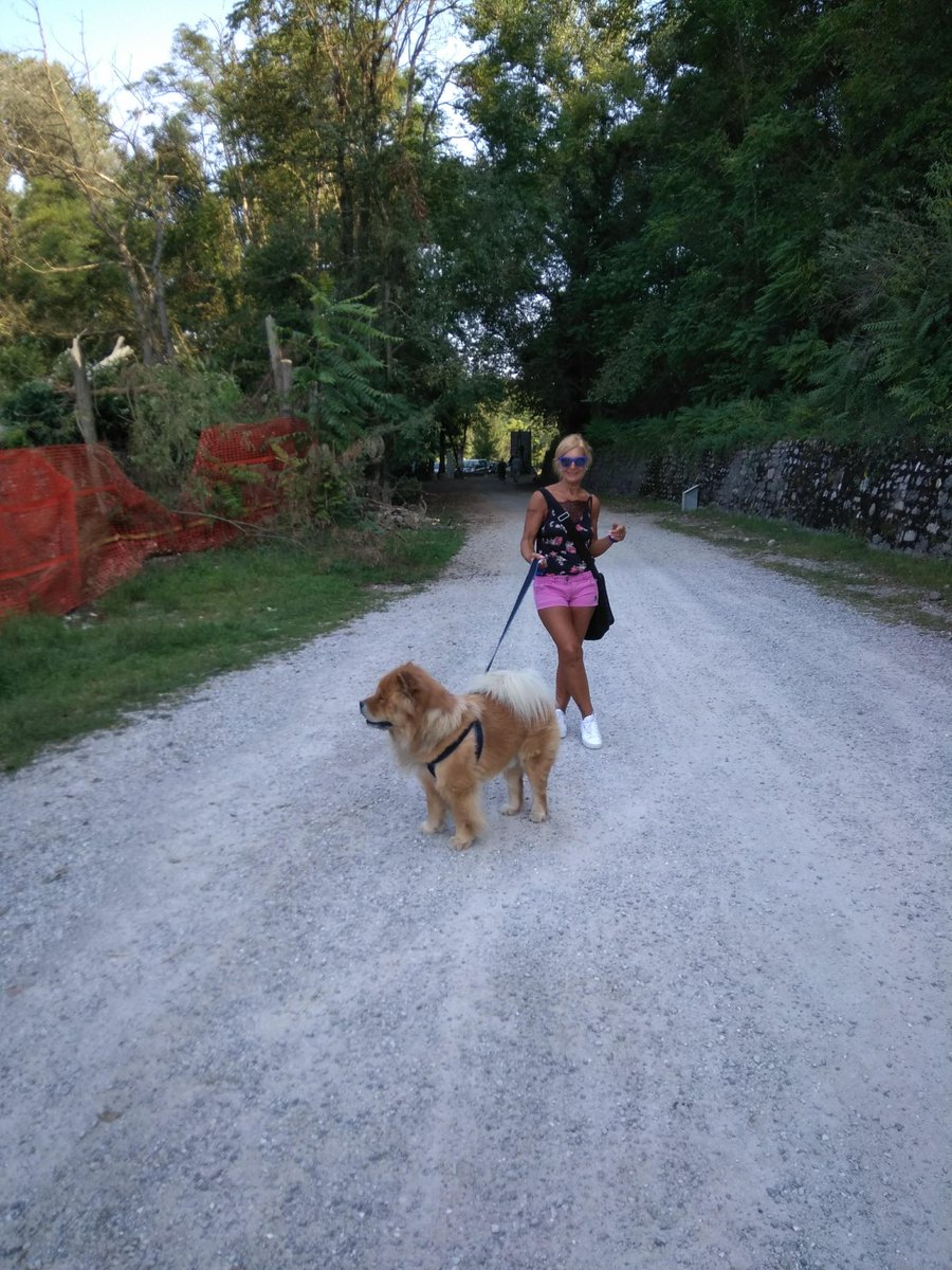 Il nostro Chow Chow se ne è andato, aiutatemi a trovare un cucciolo di Chow Chow, mia moglie è disperata. Grazie