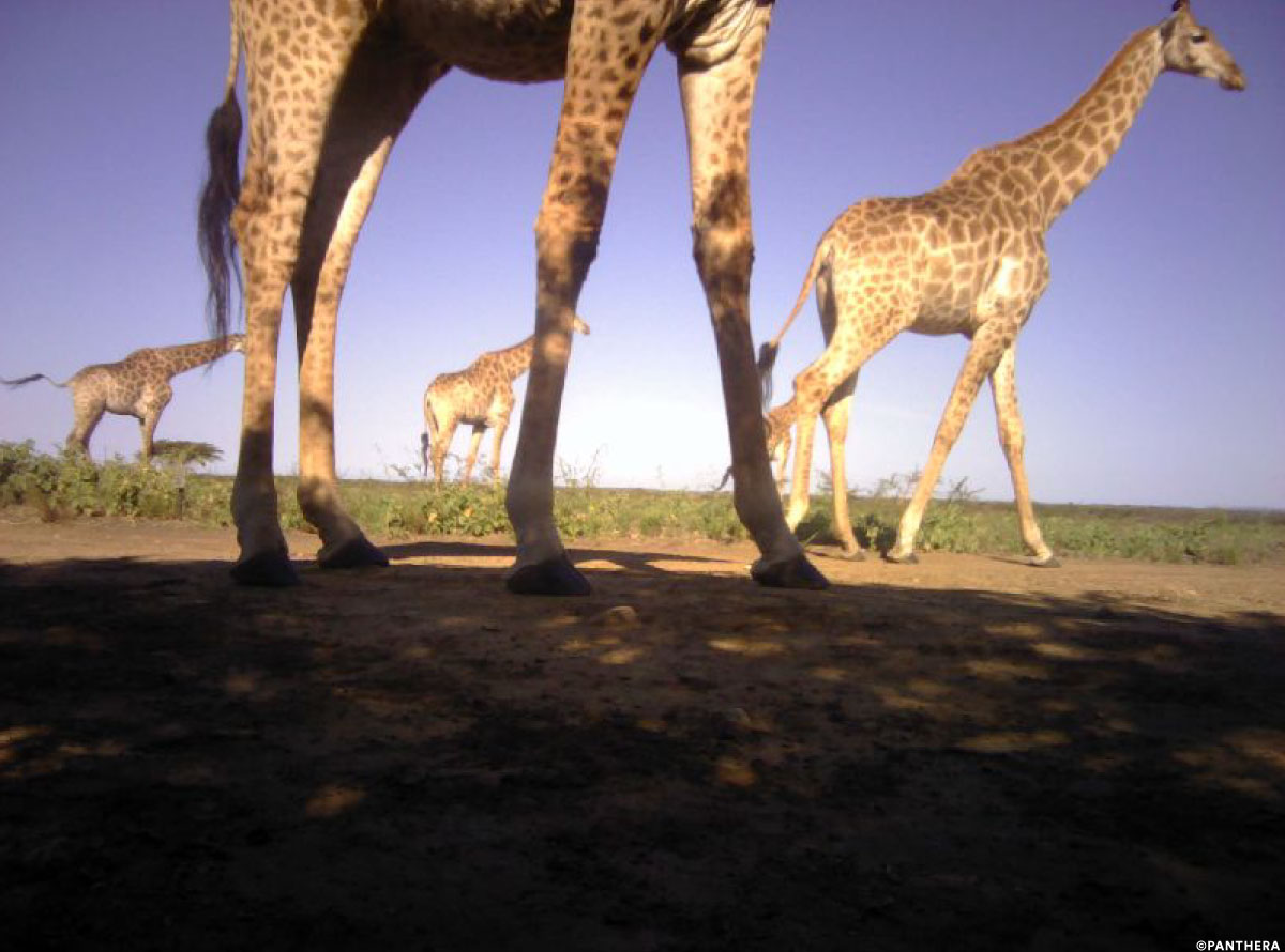 PantheraCats's tweet photo. Southern Africa is home to many wild cat species, including #lions and leopards. And it also houses many other wonderful animals we share our planet with, even giraffes, which are sometimes part of a lion's diet! #WindowtotheWild https://t.co/yPV2qetfsU
