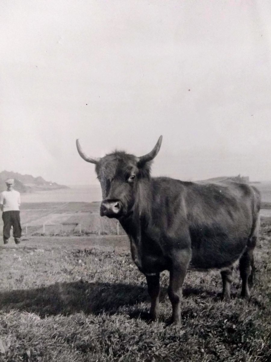 Adhaircean fada air a chrodh a bhios anns a cheò. Long horns on the cattle that are seen through the mist. Continental breeds dominate the cattle reared in Staffin these days. Photo shows a native type from the 1950s, do you recognise it? @CommunityLandSc #gàidhlig #cleachdi