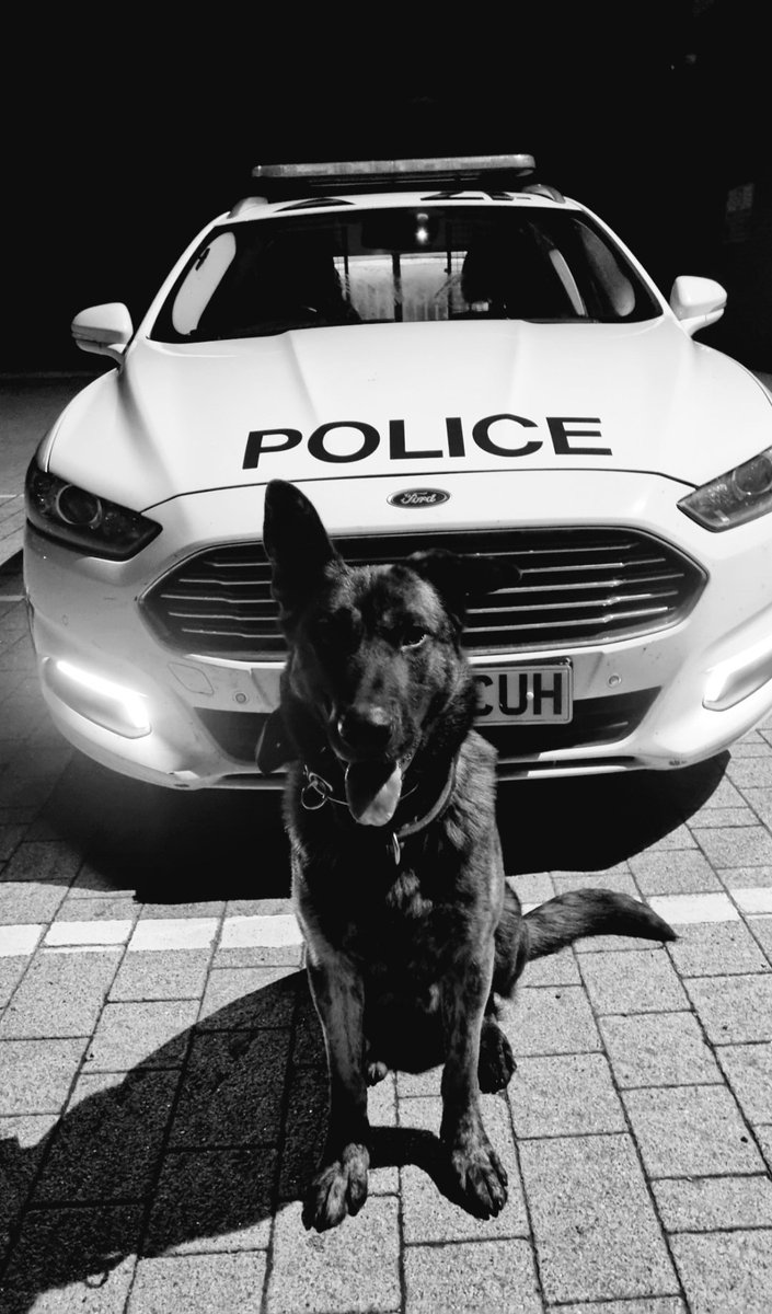 JonnyMc45388162's tweet photo. Today we completed our annual Re licence 🥳 #PDMoose @ClevePol_Dogs https://t.co/it355hlljR