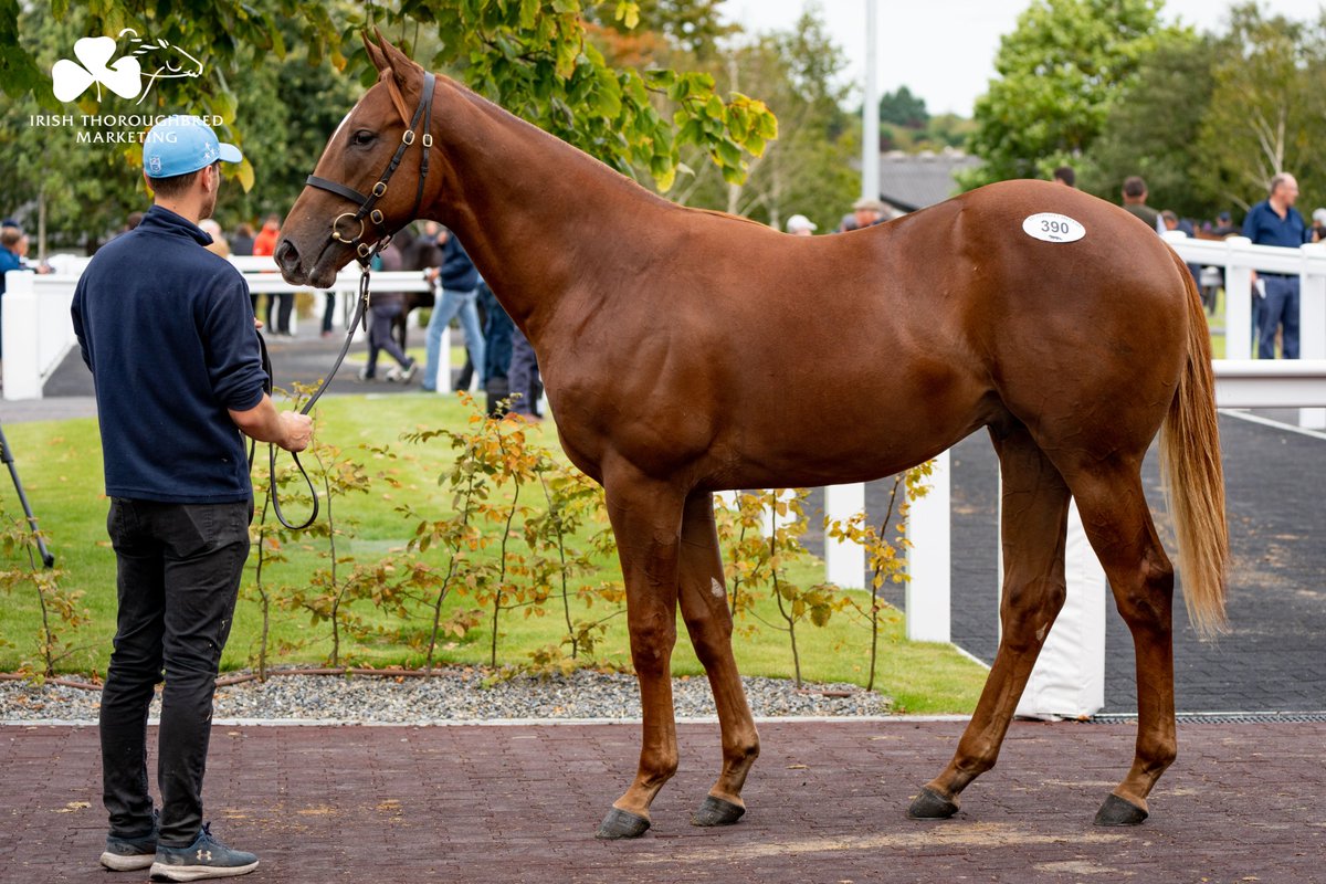IREthoroughbred's tweet photo. Another six-figure Lot for Highflyer at @tatts_ireland September Yearling as @agentbloodstock claims Lot 3⃣9⃣0⃣.

Colt by leading FSS @coolmorestud Sioux Nation from the family of Luxembourg (IRE). Consigned by Gibbonstown Stud. 👏

Watch LIVE ➡️ https://t.co/g1ohUkz7n6 https://t.co/w66G0fnx0K