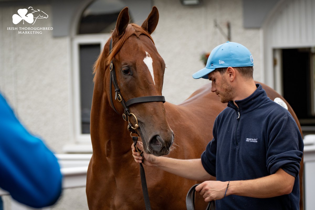 IREthoroughbred's tweet photo. Another six-figure Lot for Highflyer at @tatts_ireland September Yearling as @agentbloodstock claims Lot 3⃣9⃣0⃣.

Colt by leading FSS @coolmorestud Sioux Nation from the family of Luxembourg (IRE). Consigned by Gibbonstown Stud. 👏

Watch LIVE ➡️ https://t.co/g1ohUkz7n6 https://t.co/w66G0fnx0K