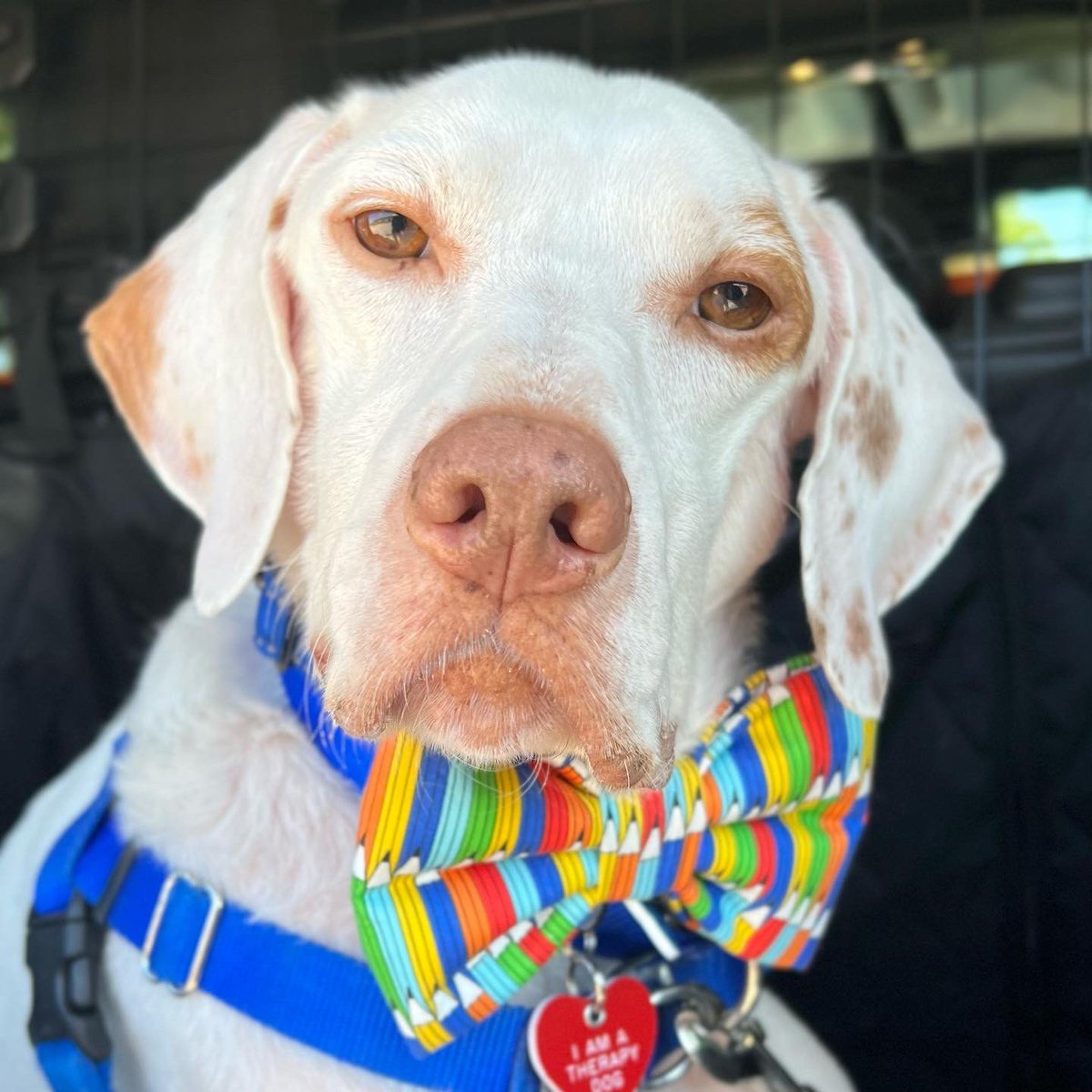 CellosCorner's tweet photo. Physical Therapy is always better with a dog by your side! 💙Porter sported his Back-To-School ✏️  bow tie and visited Shamong Township School District to accompany a student during an outdoor PT session on this beautiful day! 🙌🏼🐶 https://t.co/X9W7UGgYT4