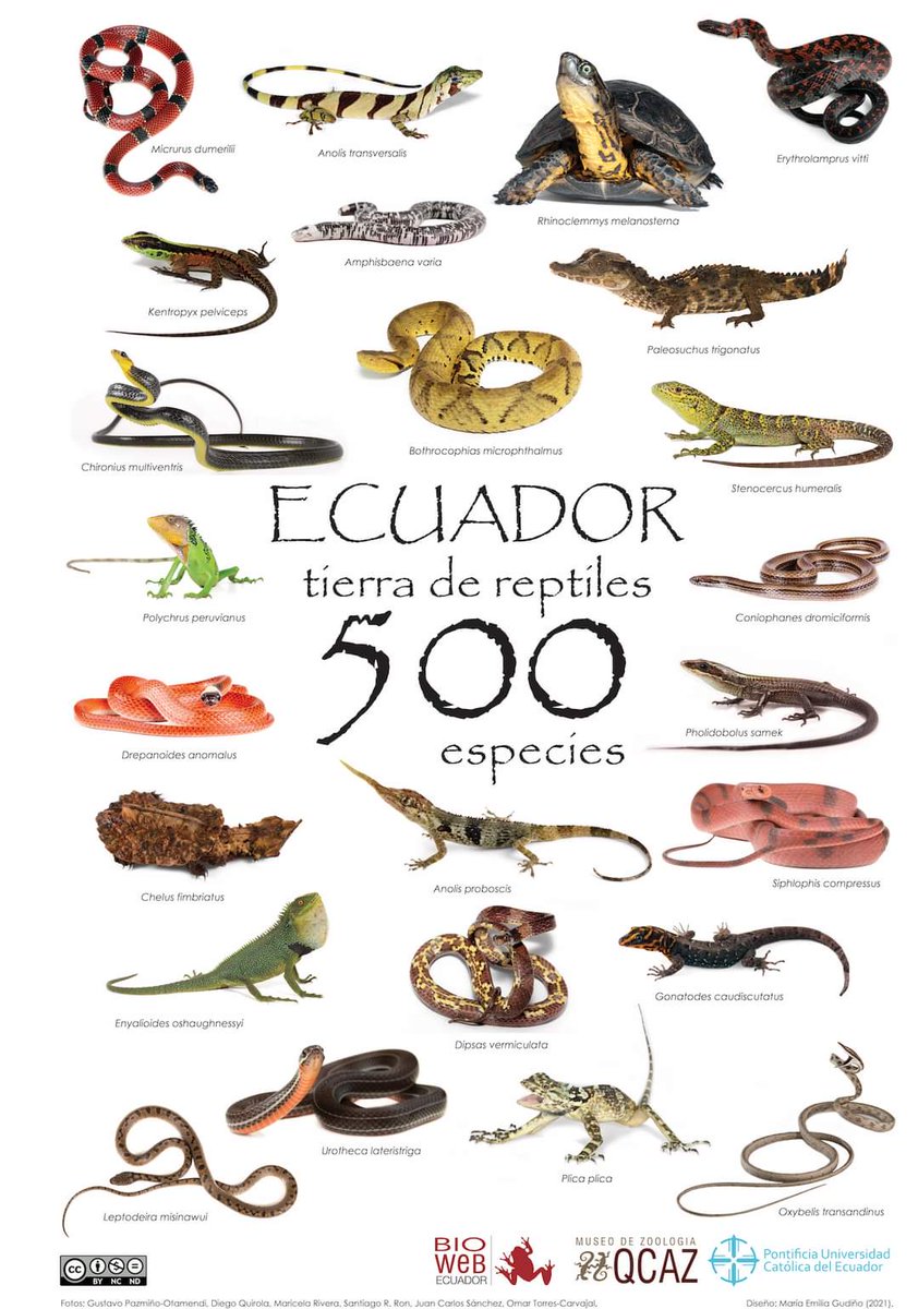 fpayala2000's tweet photo. 🆕️ Ecuador llega a las 500 especies de reptiles y se vienen más!!!

🔥Sin embargo, debemos hacer más esfuerzos para realizar estudios ecológicos a la par.

#Ecuador #reptiles
#ecuadormegadiverso https://t.co/wls5AmnKQc