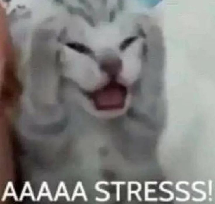 sseungbbok's tweet photo. mood board for the entire school semester 🫶  i am: at school and partially inactive 🫡 https://t.co/KIESWGOZKg