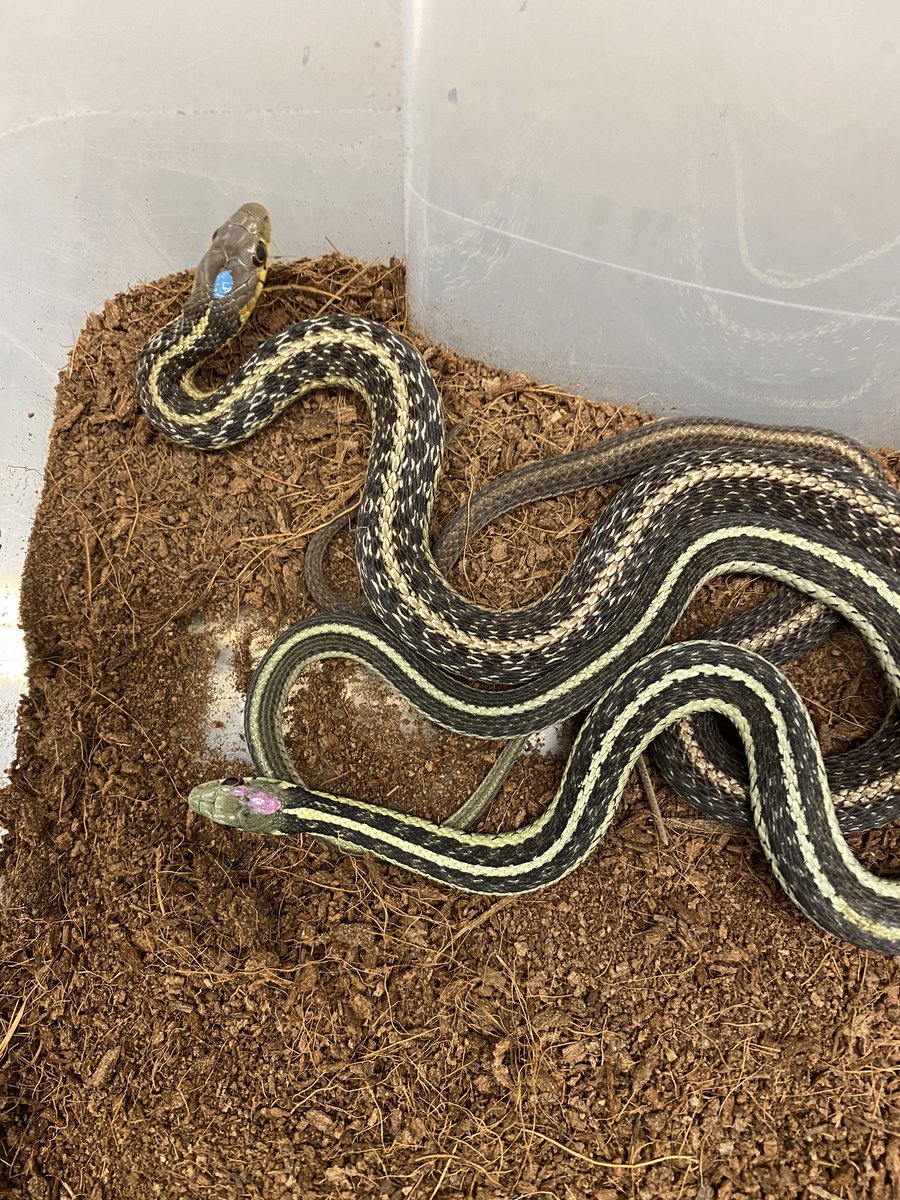 tamarakumpan's tweet photo. How is behavioural plasticity influenced by development and the social environment? Check out our paper on Eastern gartersnakes to find out 🐍 We looked at boldness and sociability throughout early life and after isolation. New from the Miller lab @Laurier https://t.co/fGtX7hQKJG https://t.co/vRAvS0G5Va