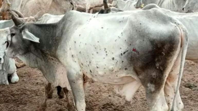 ALGupta8's tweet photo. This is our responsibility to save our holy cow 🐄 let's save cow 🐄 from lumpy skin disease.
 Sir, @narendramodi @mygovindia @UPGovt @myogiadityanath 
Please do something as soon as possible.🥺🙏
#LumpyVirus #SaveCows https://t.co/djElG8SItm