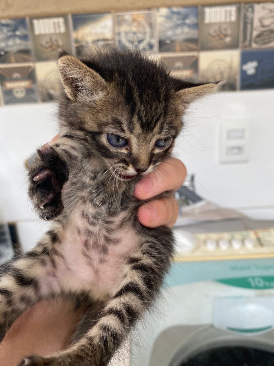 belapantol's tweet photo. Gente, preciso achar um lar pra essa gatinha que está na Cidade de Goiás e ficaria muito agradecida se vocês dessem RT. Nos comprometemos a contribuir para uma castração na idade apropriada para que a adoção seja o mais responsável possível. https://t.co/tXpiGDNFor