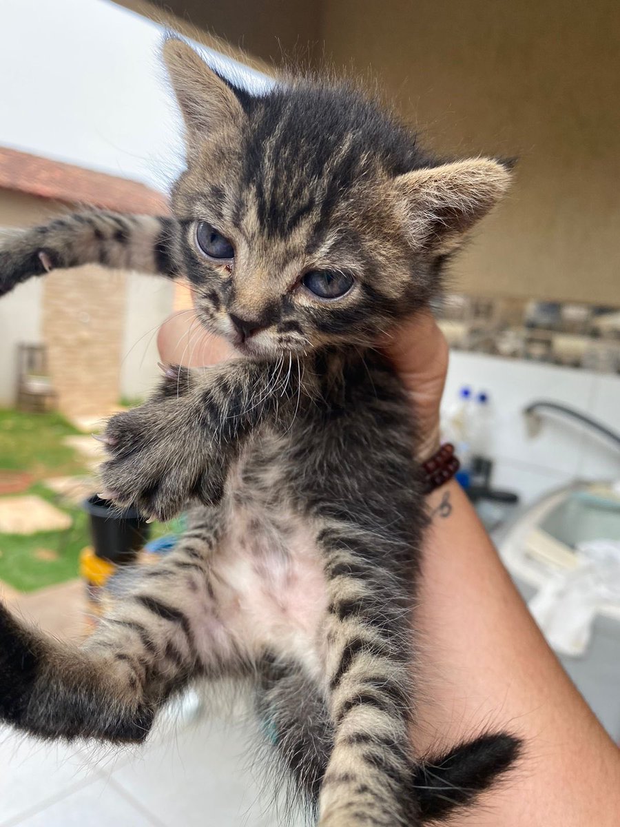 belapantol's tweet photo. Gente, preciso achar um lar pra essa gatinha que está na Cidade de Goiás e ficaria muito agradecida se vocês dessem RT. Nos comprometemos a contribuir para uma castração na idade apropriada para que a adoção seja o mais responsável possível. https://t.co/tXpiGDNFor