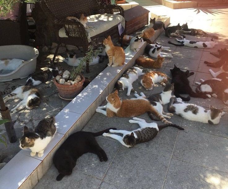 я хочу лечь в эту кучу котов