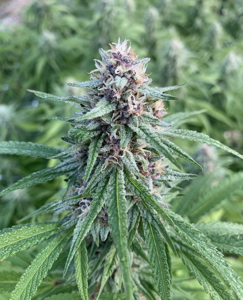 Harvest time is right around the corner. That means more regenerative organic cannabis from small farms for you! 

#sunandearthcertified #sungrown #regenerativeorganiccannabis