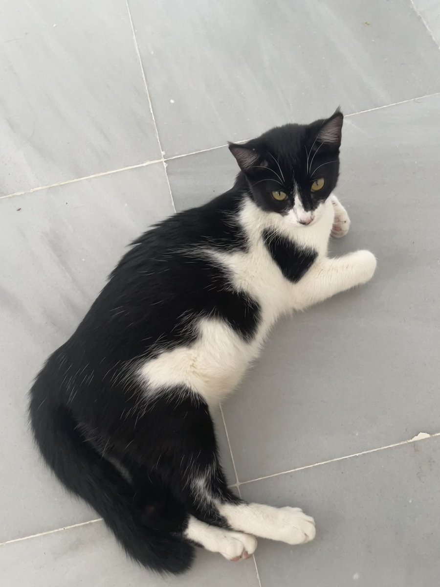 donutlix's tweet photo. @hyunetheprince her name’s suki and she’s a 3 m/o rescue kitten but we suspect she might actually be 4 months ^^ https://t.co/EO5kGc3LNv