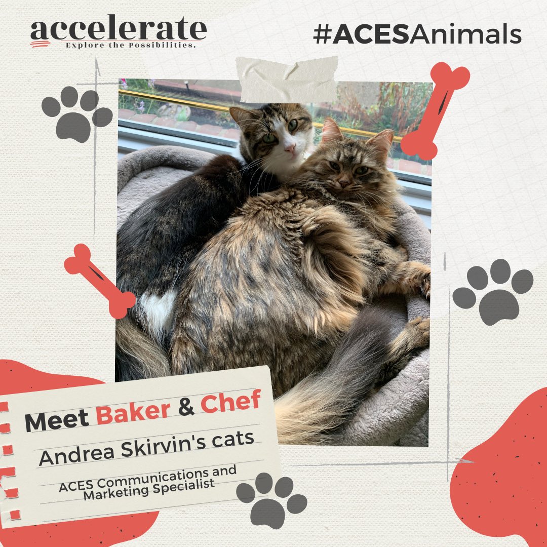 AndreaKSkirvin's tweet photo. You might have seen these two in the #ACESAccelerate app.. Meet Baker and Chef! My very fluffy gals that fill my life with more joy than frustration. So grateful for their constant entertainment and snuggles 🐈🐱 #ACESAnimals https://t.co/wTJhemxcsu