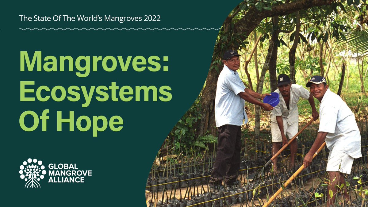 Ocean Wealth tweet media