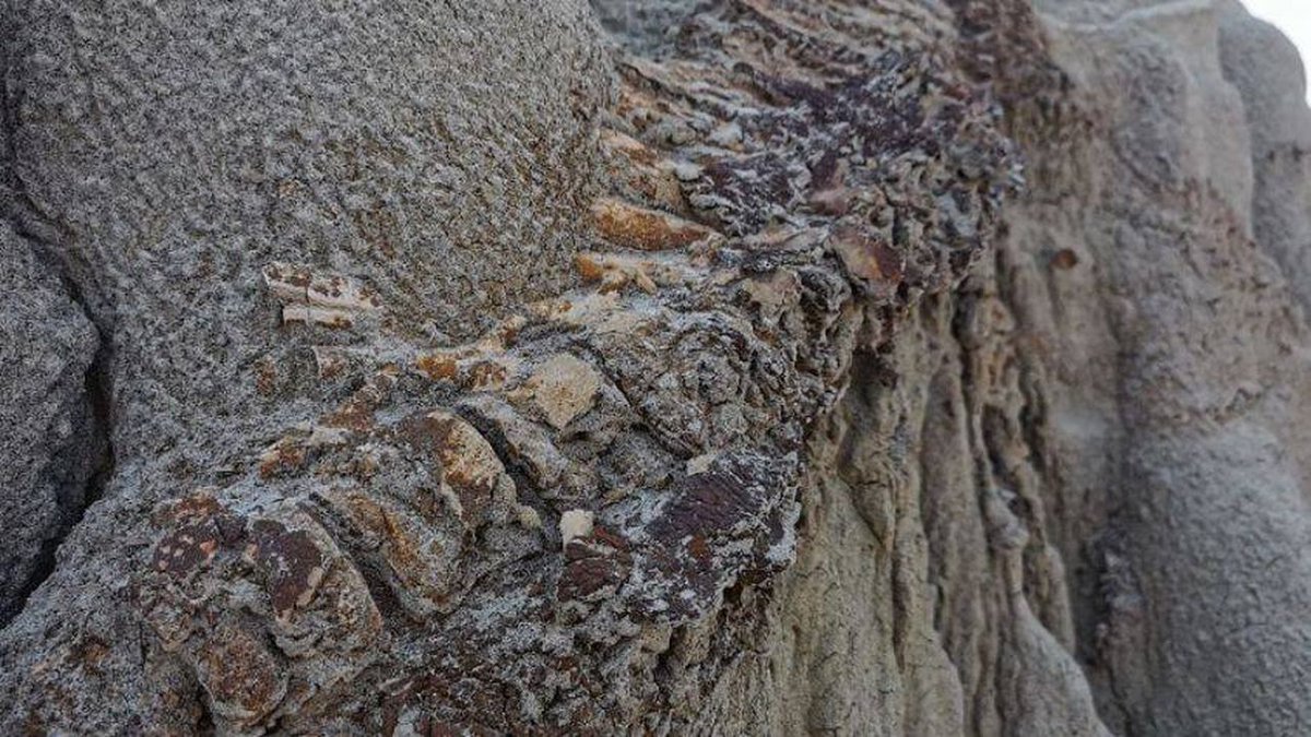 DeArcheoloog's tweet photo. Paleontologen in #Canada denken dat ze een volledig #dinosaurusskelet hebben gevonden, inclusief fossiele huid. Het gaat om een skelet van een #Hadrosaurus, een grote planteneter met een eendenbek, die zo'n 77 tot 75 miljoen jaar terug leefde.
https://t.co/Lb1kmev1W9 https://t.co/svKTzzxiKn