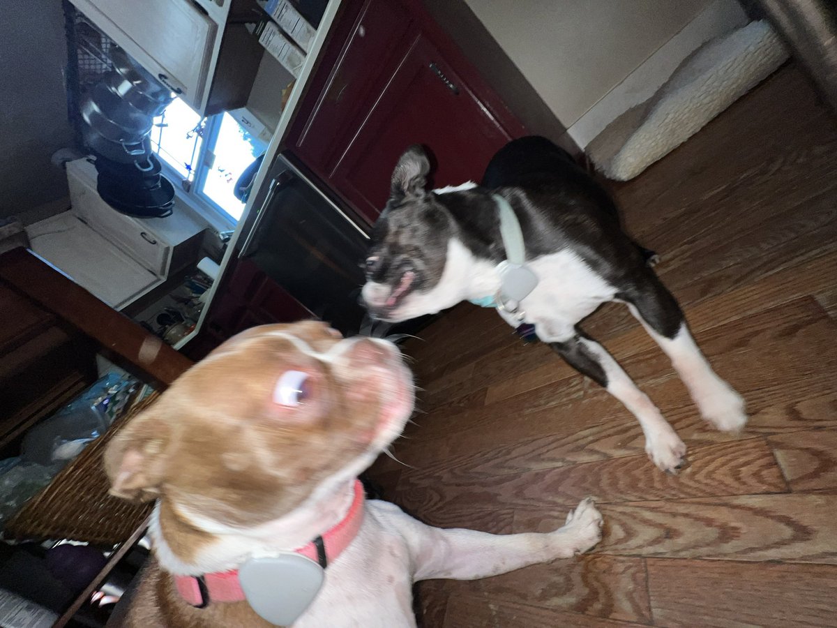 JawnTakovich's tweet photo. I don’t start fights….I end them…..
#olderman #bosotonterrier #wrestling #comflictresolution no dogs were harmed in the making of this post #wwe #wrestlemania #grappling #oldman https://t.co/PfsYZK7hON