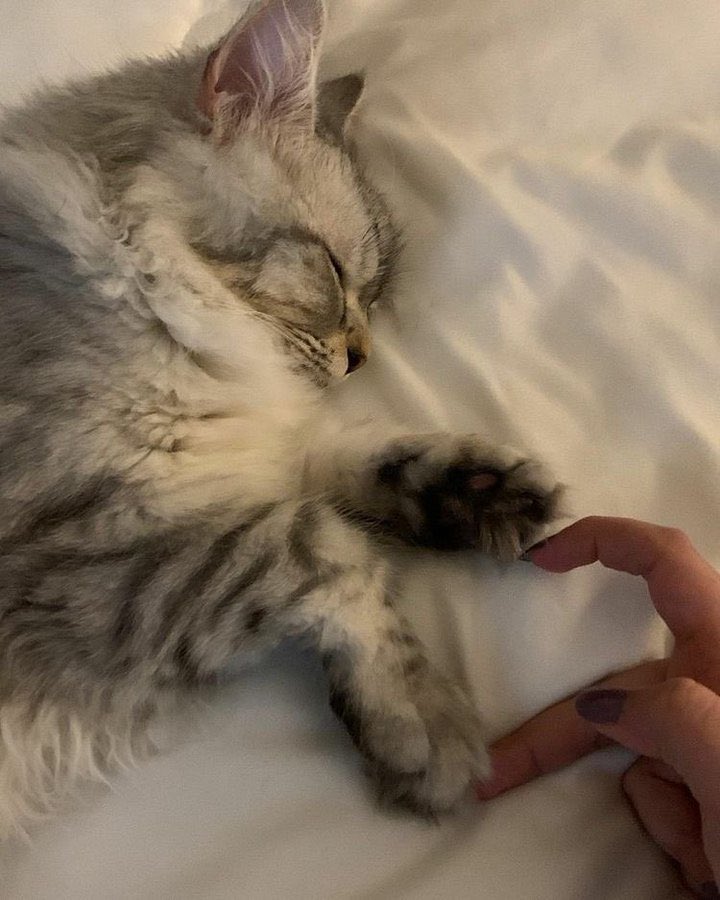 الـنِـسَـاء (@oniy4giris) on Twitter photo 