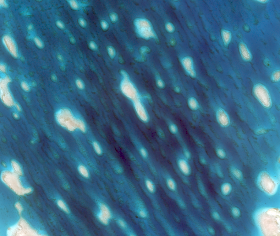 TCarta_'s tweet photo. Seagrass, coral heads and sand are visible in this #WorldView-2 image over Saint Brandon. #TCarta's #seafloorclassification product has many uses, including environmental monitoring, before and after-storm studies, and project reconnaissance. #hydrospatial https://t.co/eMQRIJGjKR https://t.co/0lmNl170lV