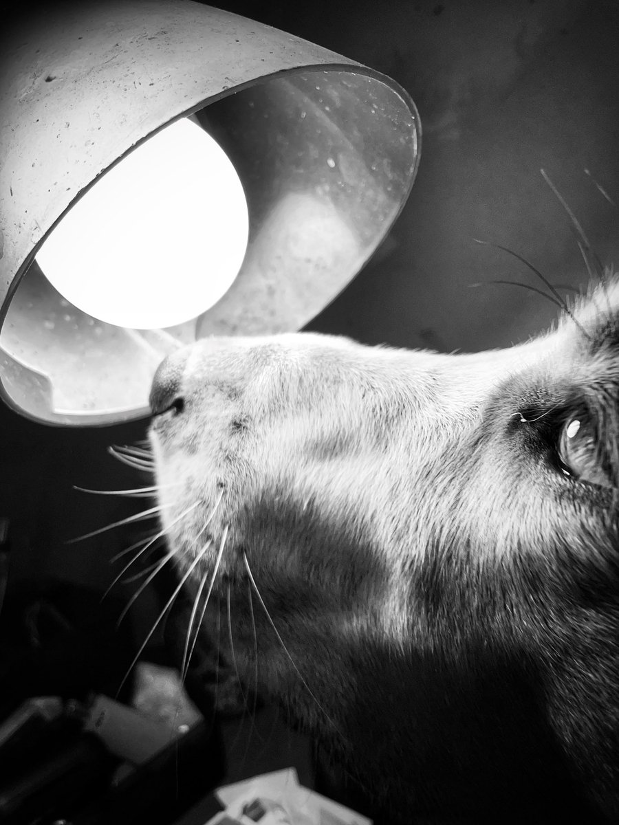 AmandaE14498855's tweet photo. My bad one year old hound dog chasing a moth. If you think cats chasing a moth causes chaos, try a 70 lb dog #doglovers #walkerhound #dogs #blackandwhitephotography https://t.co/EfeSg74RQr