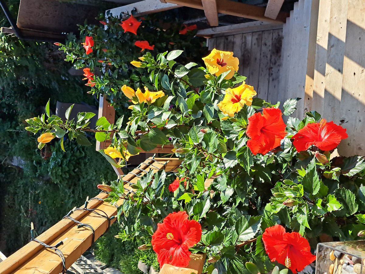RocheJacqueline's tweet photo. "I know there is a #God because of #flowers🌺."
"Who else created such #beauty? with no other purpose than a feast for our eyes, that we may know, God Almighty,  #Creator Of #Heaven &amp; #Earth still exists, despite the horrors of this world. #Believe. #PeaceBeWithU. 
#GodBless💜🙏" https://t.co/1U0z9jvWB1