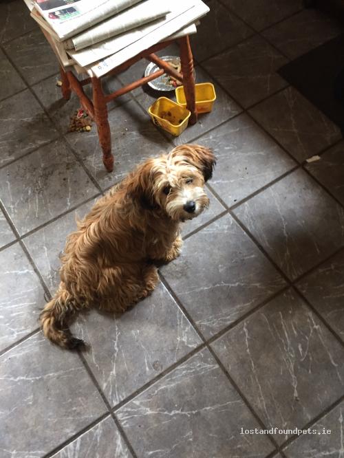 A male dog was lost on 10/09/2022 in Bonniconlon, #F26dt80 lostandfoundpets.ie/xi9xzg #lpie