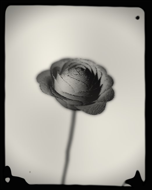 yo (Lu Tsung-yu) (@luyotw) on Twitter photo #WIP A 100% code generated rose with wet plate photography style ๐น
Inspired by <a href="/mwiederrecht/">Melissa Wiederrecht</a>, thank you for letting me believe that we can done this with p5js ๐
Will soon on #fxhash for #TezBloom project.
#generativeart #p5js #creativecoding #photography #WIP A 100% code generated rose with wet plate photography style ๐น
Inspired by <a href="/mwiederrecht/">Melissa Wiederrecht</a>, thank you for letting me believe that we can done this with p5js ๐
Will soon on #fxhash for #TezBloom project.
#generativeart #p5js #creativecoding #photography