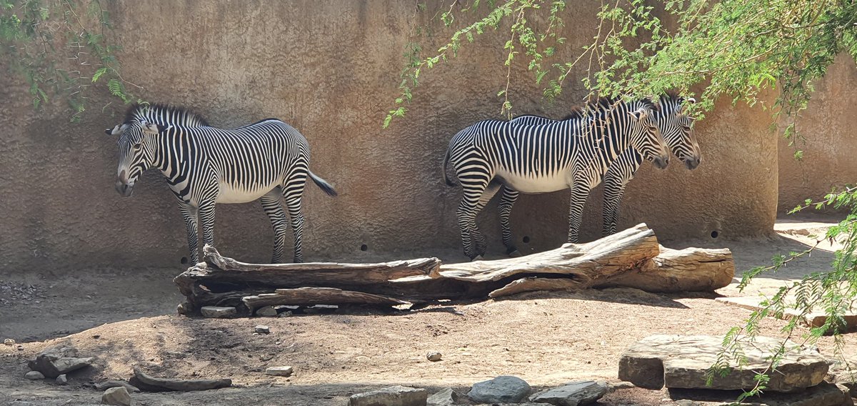 The Stupendium tweet media