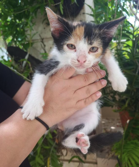 We started this week sponsoring these two cute cats. Both are in a shelter, waiting for a home. They are well cared for in the meantime. 😻

When you buy our NFT, you are donating to our cause. 100% of our income will go to sponsor cats.

We count on your support! 
RT &amp; Like ❤️🙏