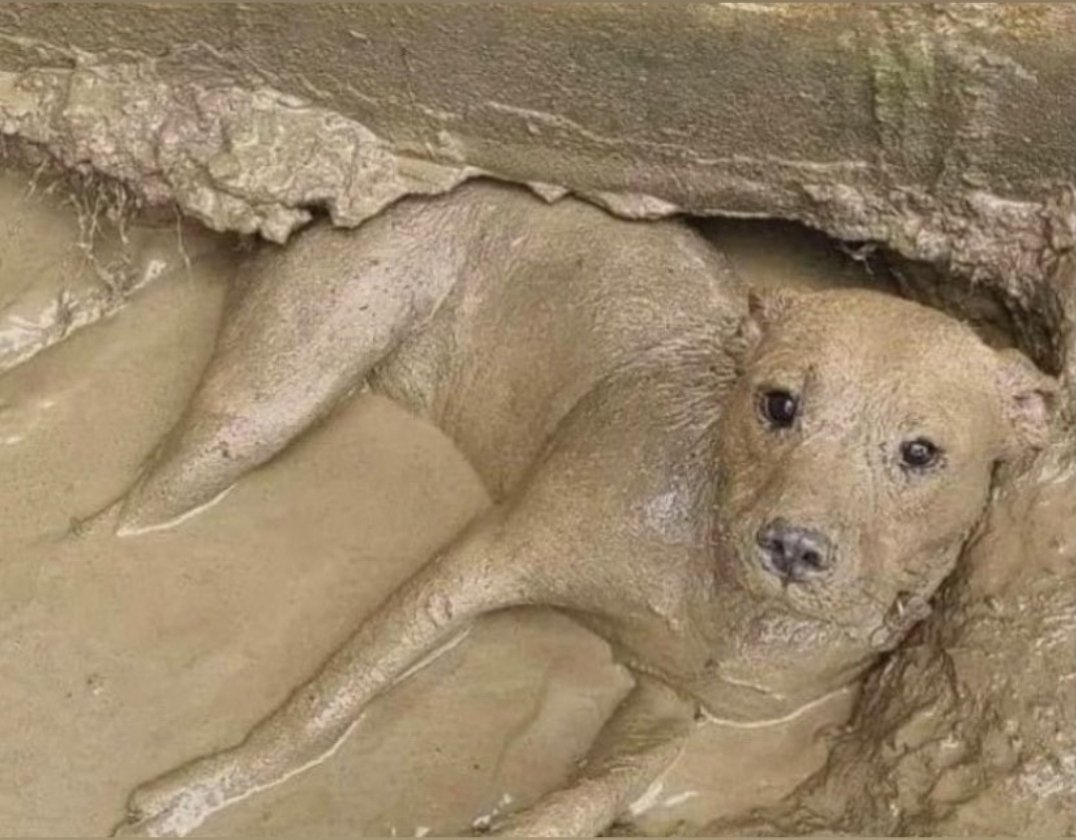 RetardedandUgly's tweet image. Le poope dog
