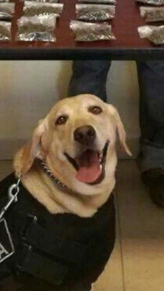 perros_shidoris's tweet photo. Ese es mi héroe. 🐶 https://t.co/ZQtn3UM8jt