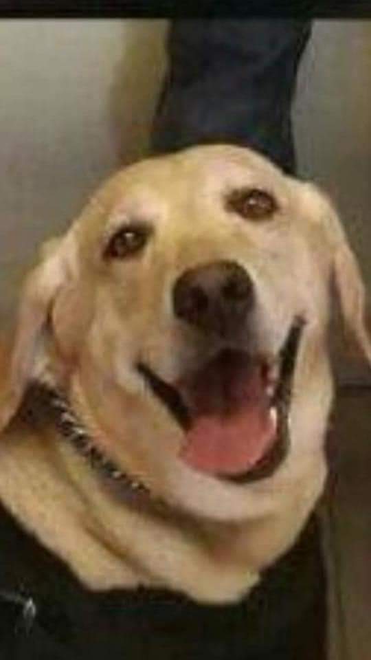perros_shidoris's tweet photo. Ese es mi héroe. 🐶 https://t.co/ZQtn3UM8jt