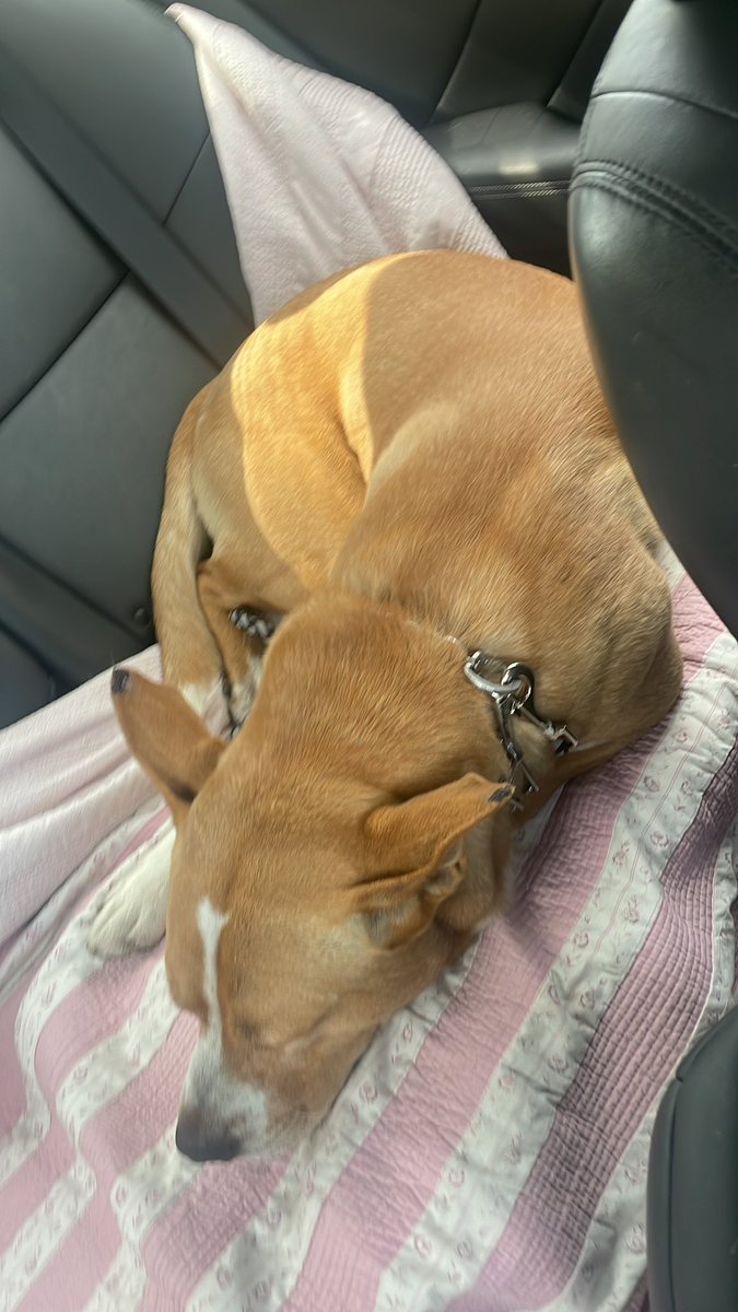 Milo is sleeping but we are still waiting at the vet😇