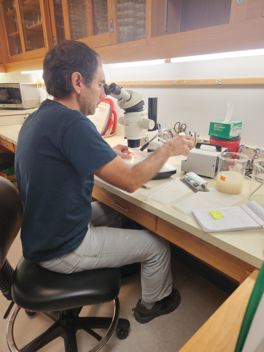 alex_revynthi's tweet photo. Dr. Germán Vargas in his #postdoc focuses on #biological control of the #invasive #Hibiscusbudweevil. Thank Germán for your contributions to the lab, your passion and dedication! #PostdocAppreciationWeek @UFTropical @UFEntNem https://t.co/sl3KQ5fs6o