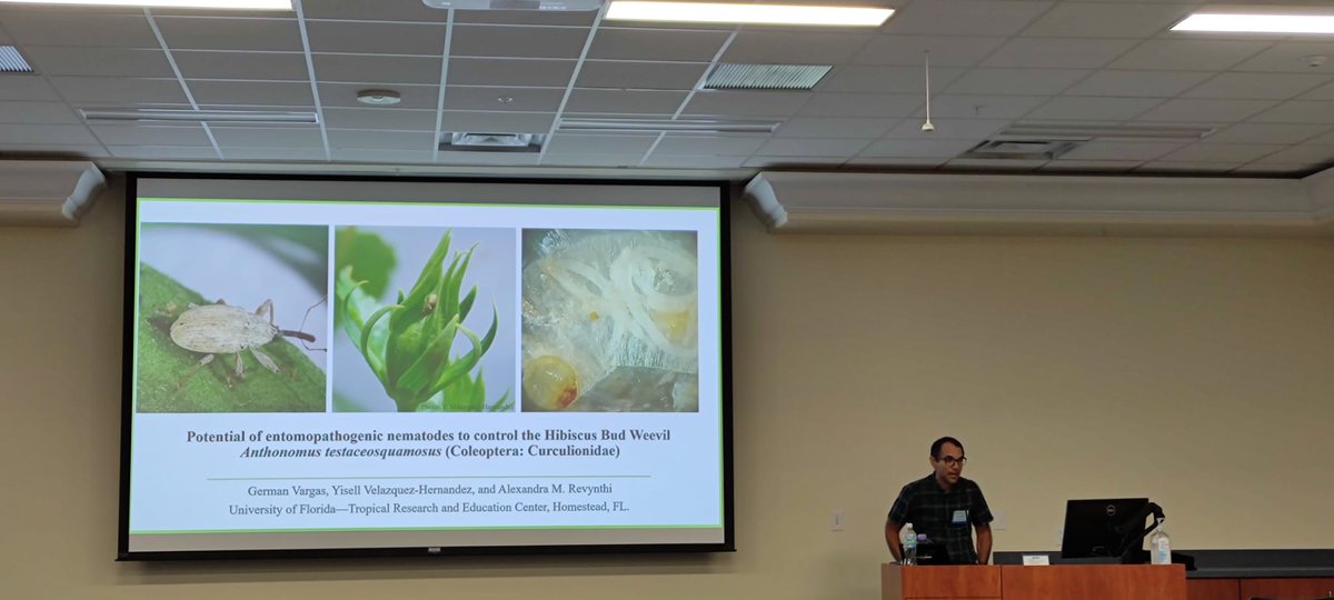 alex_revynthi's tweet photo. Dr. Germán Vargas in his #postdoc focuses on #biological control of the #invasive #Hibiscusbudweevil. Thank Germán for your contributions to the lab, your passion and dedication! #PostdocAppreciationWeek @UFTropical @UFEntNem https://t.co/sl3KQ5fs6o