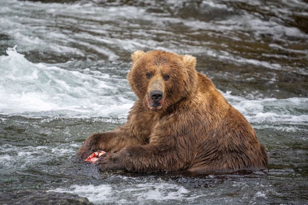 When you think of a fat bear what qualities do you look for? Whatever fat factor you favor, the time to vote which Brooks bear you think is fattest is right around the corner. We are 2 weeks away from #FatBearWeek and only 1 week from Fat Bear Junior!

Photo courtesy of K. Moore