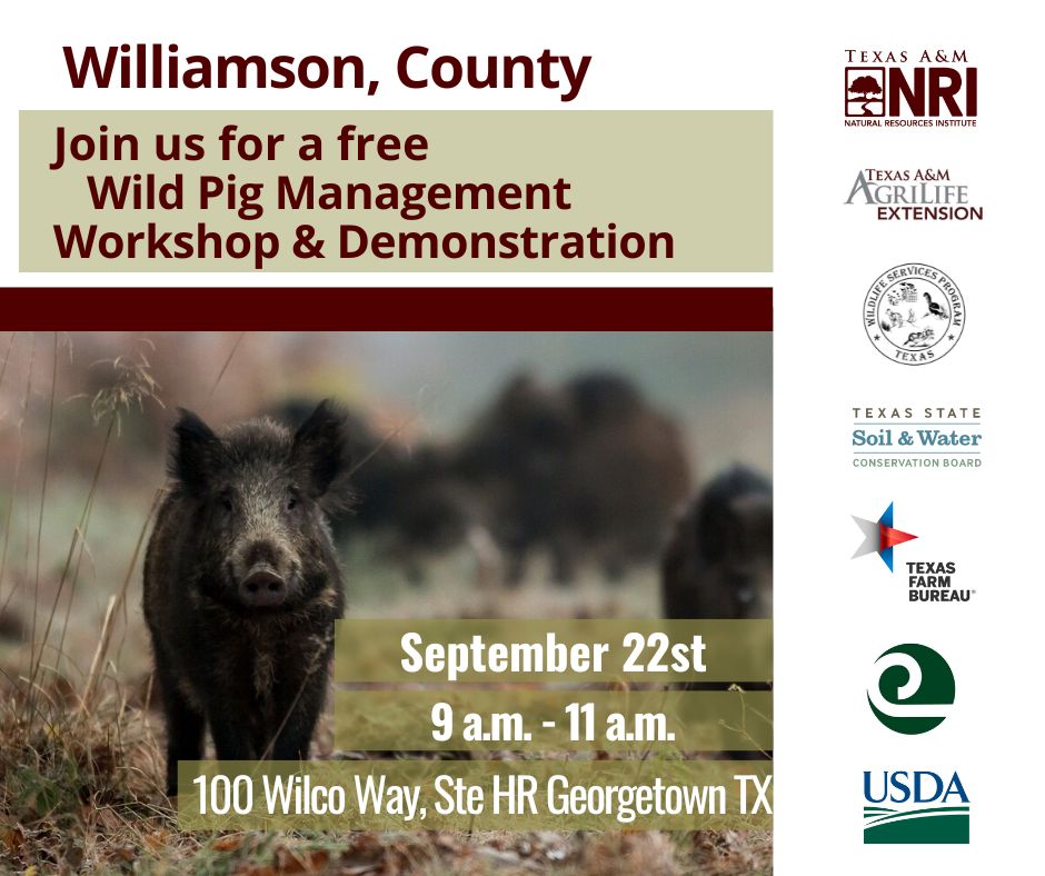 Feral Hogs CoP tweet media