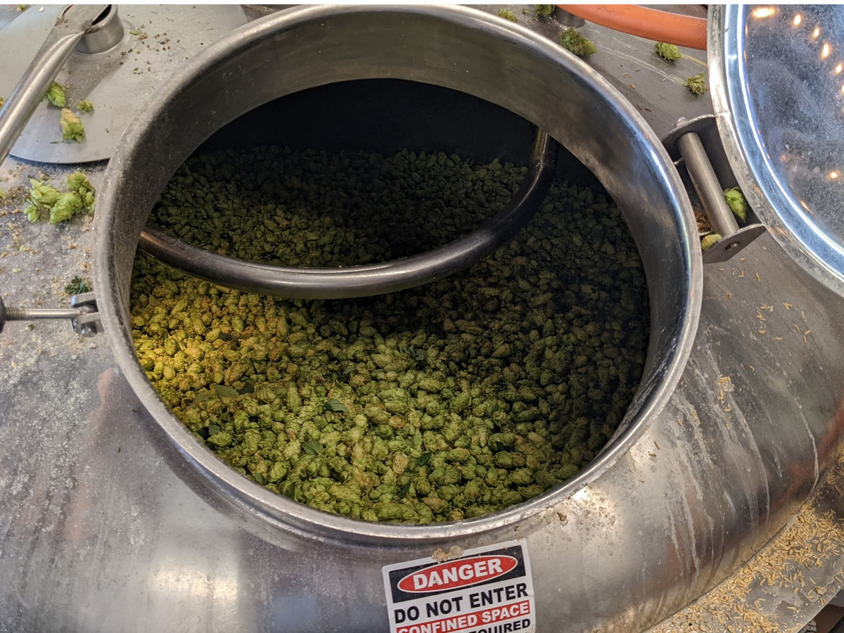 A rare treat for my beer tasting tour last week. We arrived just as owner and head brewer Frank Castro of <a href="/BickersonsB/">BickersonsBrewhouse</a> was adding fresh hops from <a href="/LoftusRanches/">Loftus Ranches</a> into the Mash Tun. Frank gave my guests an impromptu lecture on the fine art of fresh hopping.