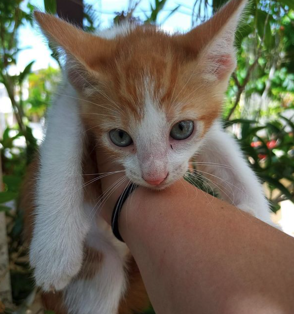 CatKingdomNFT's tweet photo. We started this week sponsoring these two cute cats. Both are in a shelter, waiting for a home. They are well cared for in the meantime. 😻

When you buy our NFT, you are donating to our cause. 100% of our income will go to sponsor cats.

We count on your support! 
RT &amp; Like ❤️🙏 https://t.co/jtzLjiyRrb