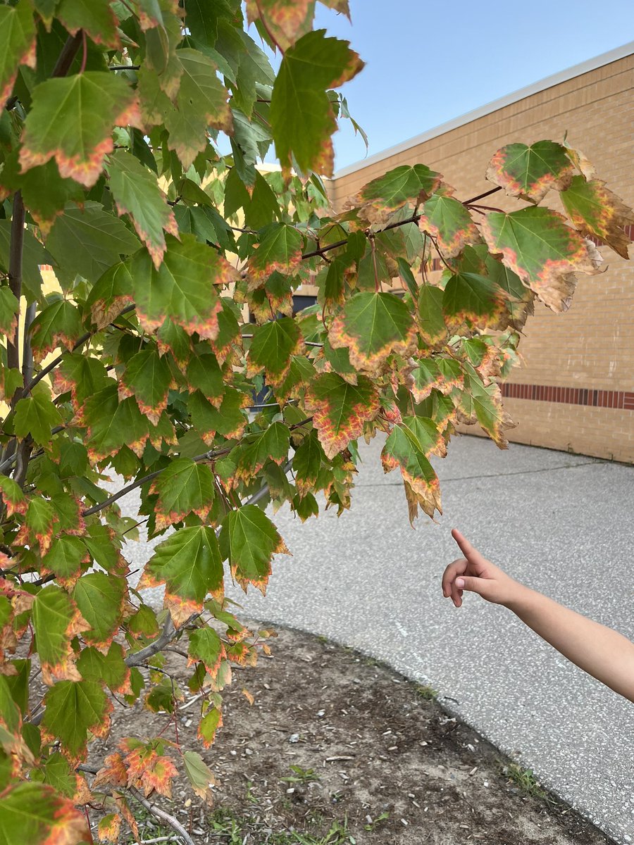 The students from KF-2 have been busy looking for signs of fall!  <a href="/KindieRm111/">Mrs. Giardina and Mrs. Savas</a> <a href="/HeritageGlenPS/">Heritage Glen PS</a>