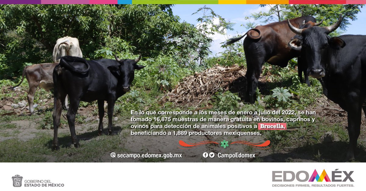 CampoEdomex's tweet photo. La #Brucelosis es una enfermedad bacteriana causada por miembros del género Brucella, es una zoonosis importante y una causa significativa de pérdidas reproductivas en los animales. El @Edomex a través de la @CampoEdomex, realiza campañas de vacunación en 
#LaTierraQueNosUne. https://t.co/6xMN4ZX8ro