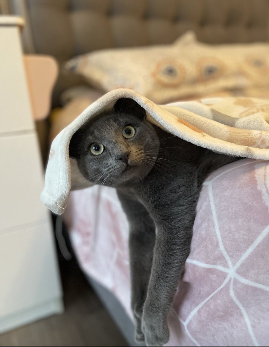 saadiqakay's tweet photo. My heart is so sad. My daughters eczema has been acting up terribly and after numerous medications and steroid creams we were recommended to let go of our cats💔 So these beautiful brothers are looking for a new LOVING and CARING home 😔💔
Based in CT. Please RT for awareness https://t.co/gfntzBj6K6