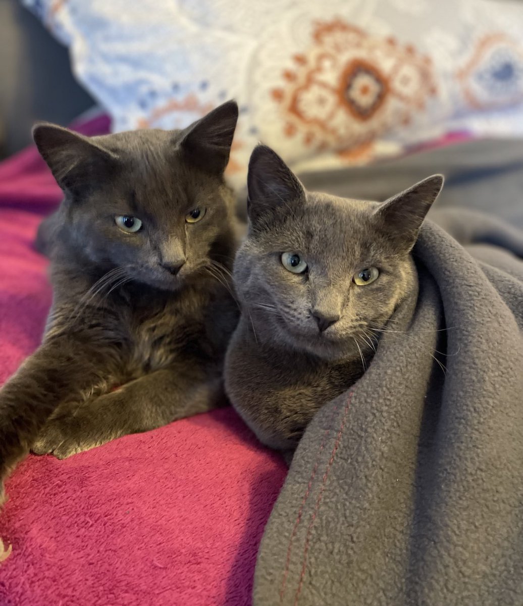 saadiqakay's tweet photo. My heart is so sad. My daughters eczema has been acting up terribly and after numerous medications and steroid creams we were recommended to let go of our cats💔 So these beautiful brothers are looking for a new LOVING and CARING home 😔💔
Based in CT. Please RT for awareness https://t.co/gfntzBj6K6